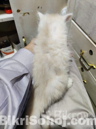 Pershian Cat fawn colour